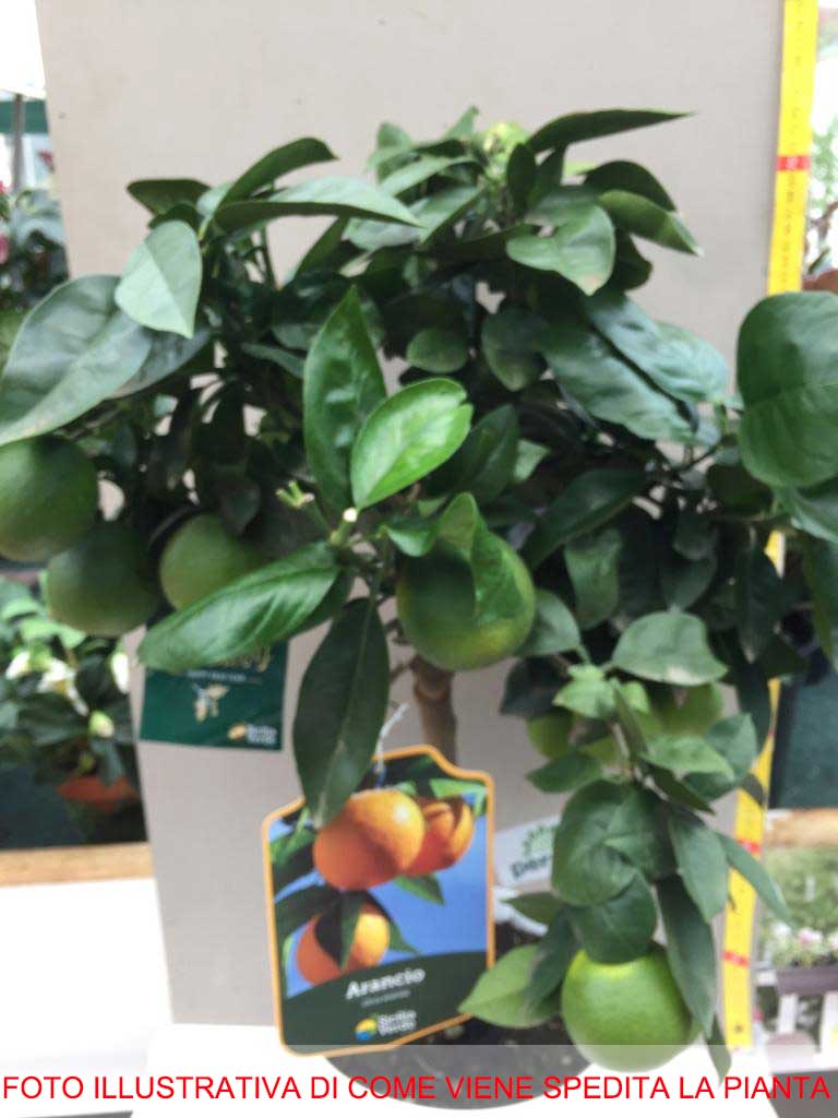 ARANCIO DOLCE (CITRUS SINENSIS) IN VASO 20CM