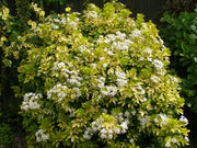 CHOISYA TERNATA SUNDANCE VASO 14CM