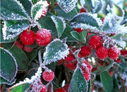 GAULTHERIA PROCUMBENS TE' DEL CANADA VASO 13CM