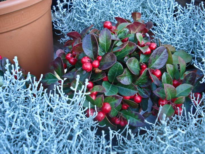 GAULTHERIA PROCUMBENS TE' DEL CANADA VASO 13CM