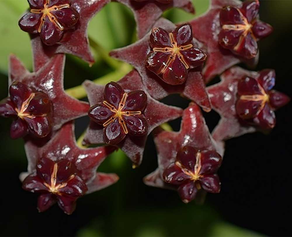HOYA DARK RED VASO 15CM