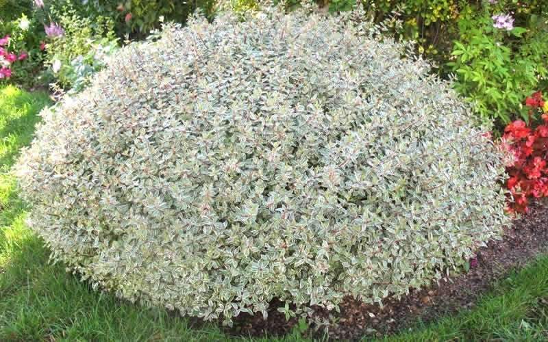 ABELIA GRANDIFLORA CONFETTI VASO 11CM
