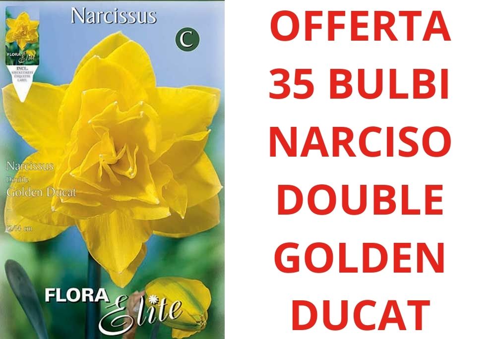 OFFERTA 35 BULBI NARCISO DOUBLE GOLDEN DUCAT