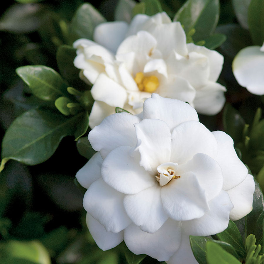 GARDENIA DOUBLE MINT VASO 18CM