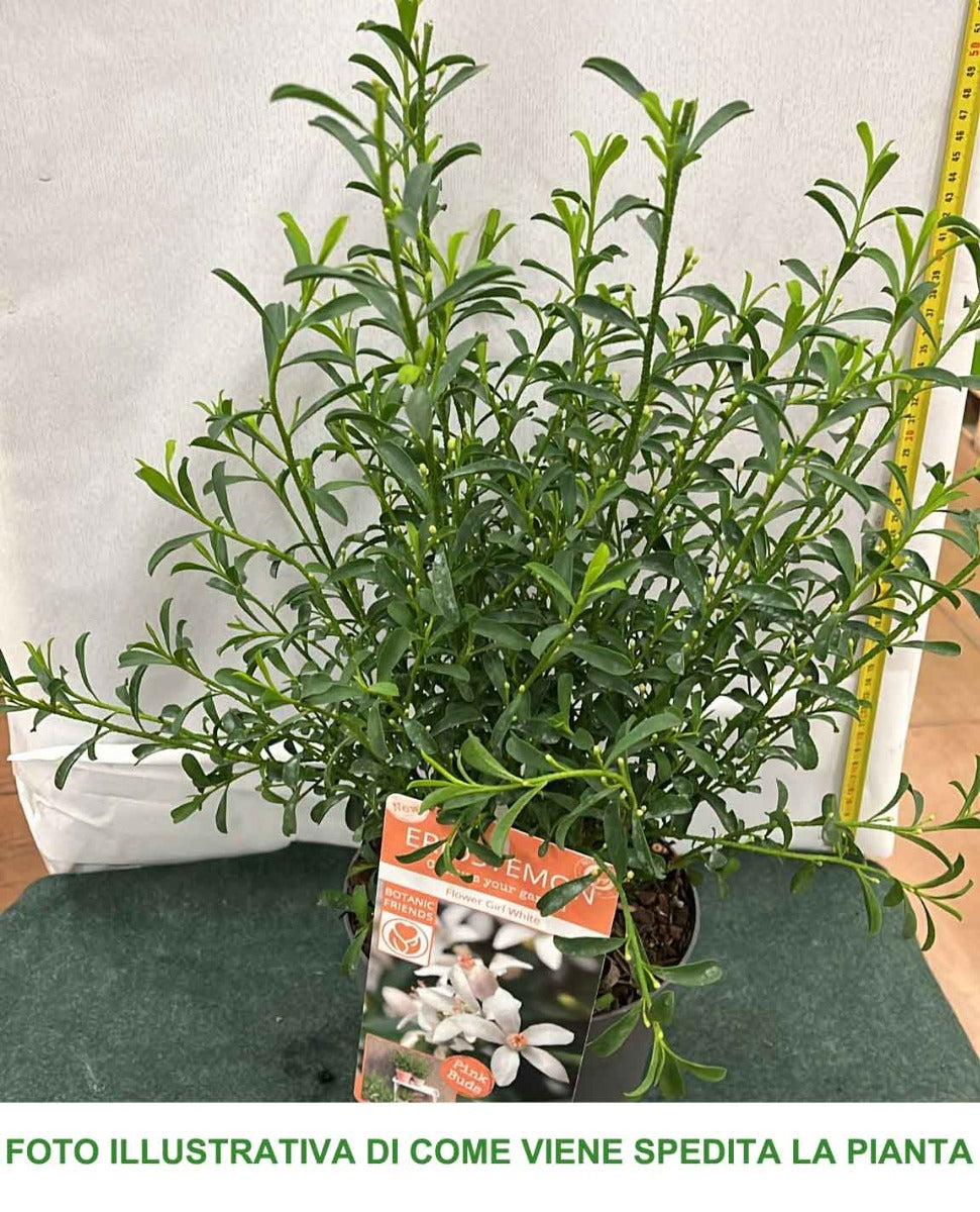 ERIOSTEMON MYOPOROIDES FLOWER GIRL VASO 17CM
