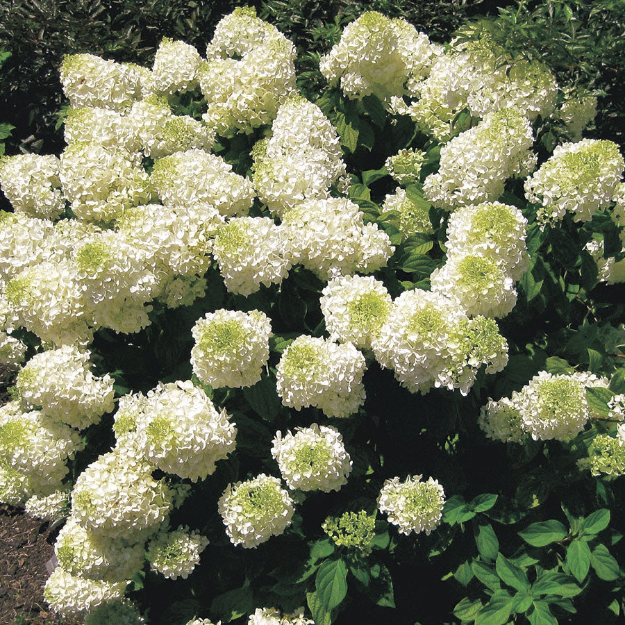 ORTENSIA HYDRANGEA PANICULATA SILVER DOLLAR IN VASO 18CM