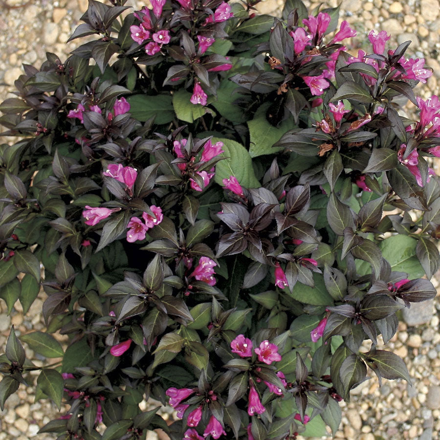 WEIGELIA FLORIDA MINOR BLACK IN VASO 18CM