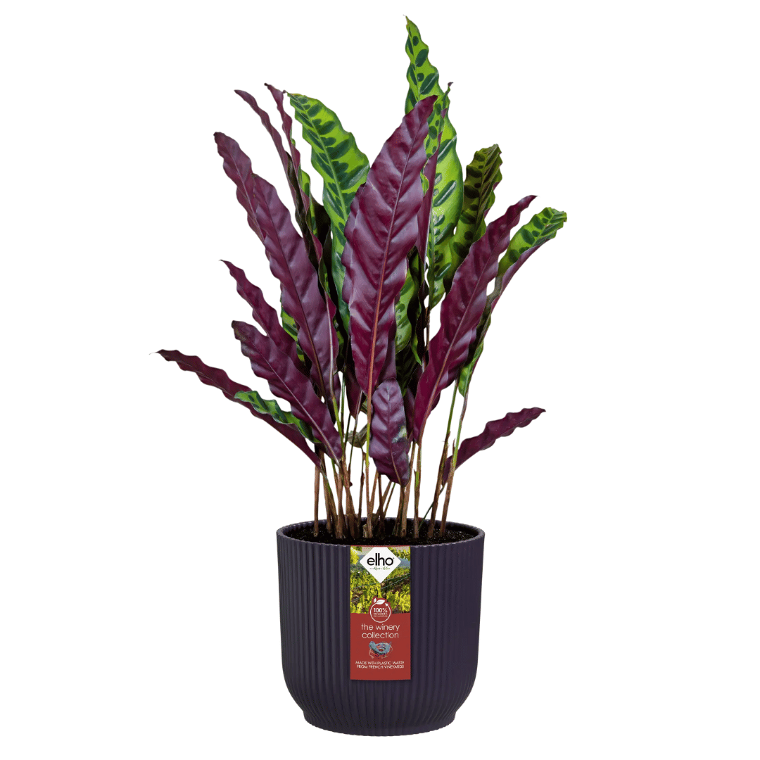 VASO THE WINERY COLLECTION 18CM PORPORA SCURO