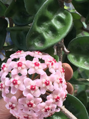 HOYA KRINKLE FIORE DI CERA PROFUMO DI CIOCCOLATO VASO 10.5CM