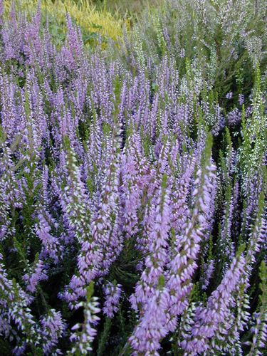OFFERTA 3 PIANTE DI CALLUNA ERICA COLORI ASSORTITI VASO 12CM