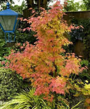 ACERO PALMATUM ORANGE DREAM IN VASO 15CM