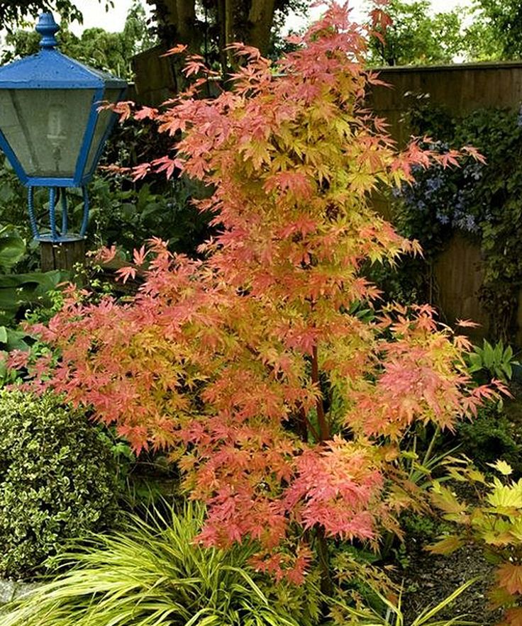 ACERO PALMATUM ORANGE DREAM IN VASO 19CM