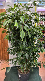 FICUS AUREA VASO 21CM