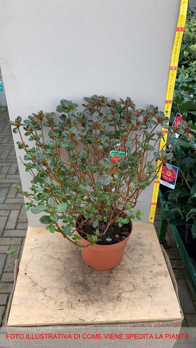 AZALEA JAPONICA RUSTICA ROSSA VASO 19CM