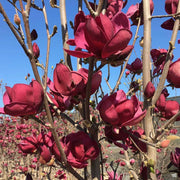 MAGNOLIA GENIE VASO 21CM