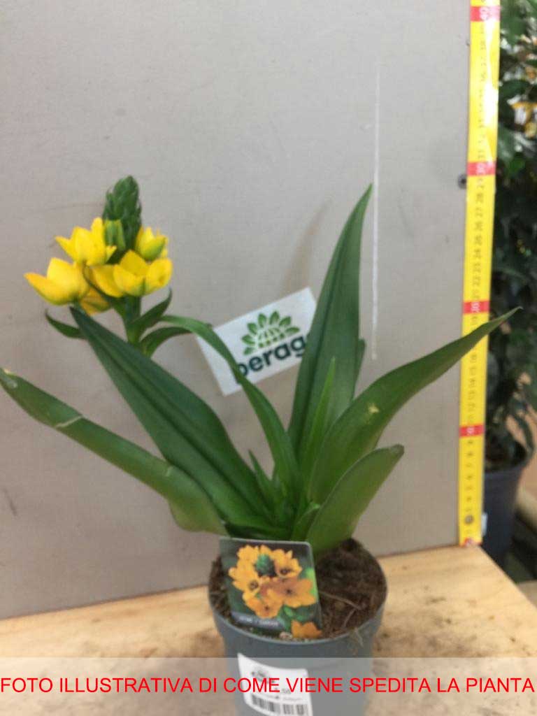 ORNITHOGALUM DUBIUM GIALLO VASO 10CM