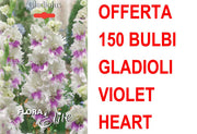 OFFERTA 150 BULBI GLADIOLO A FIORI GRANDI VIOLET HEART