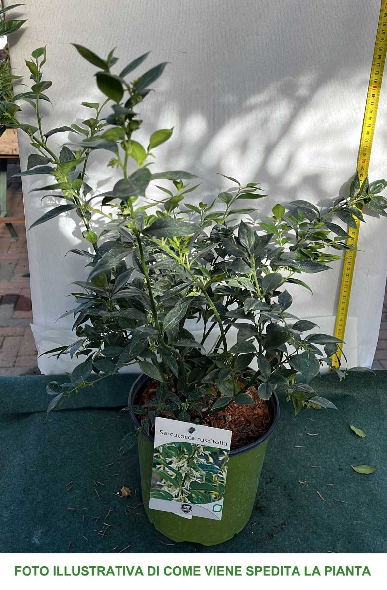 SARCOCOCCA RUSCIFOLIA VASO 18CM