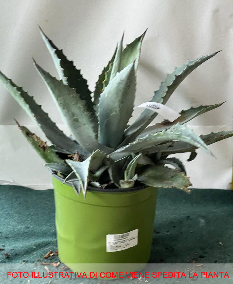 AGAVE AMERICANA BLU VASO 18CM
