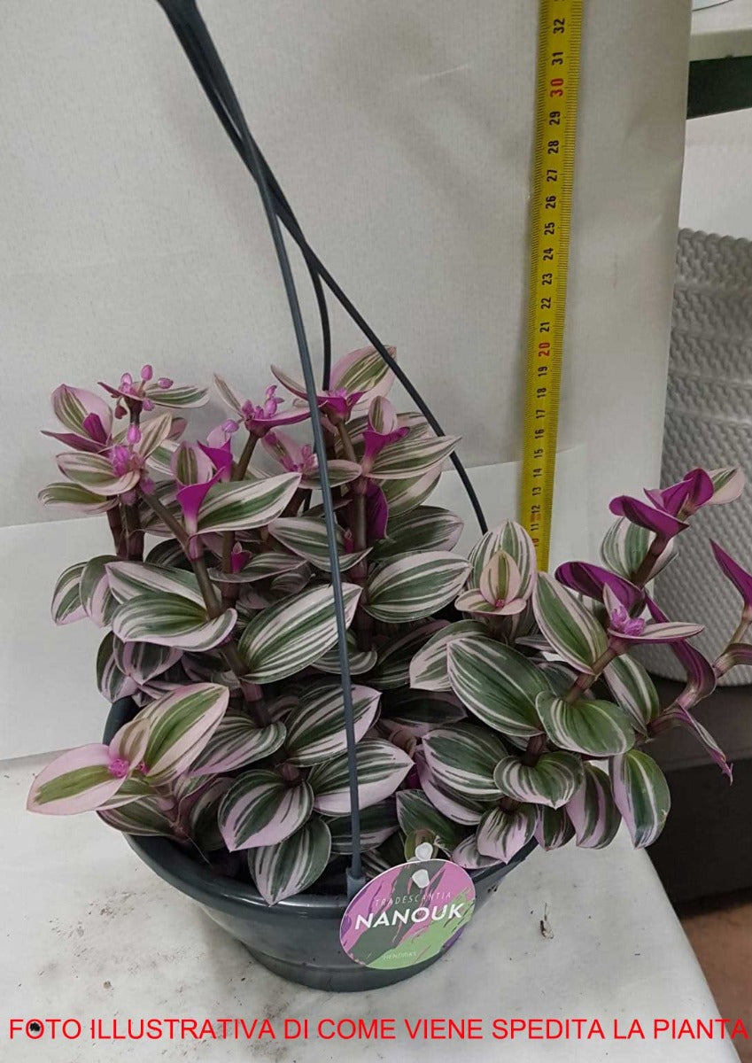 TRADESCANTIA NANOUK VASO 20CM