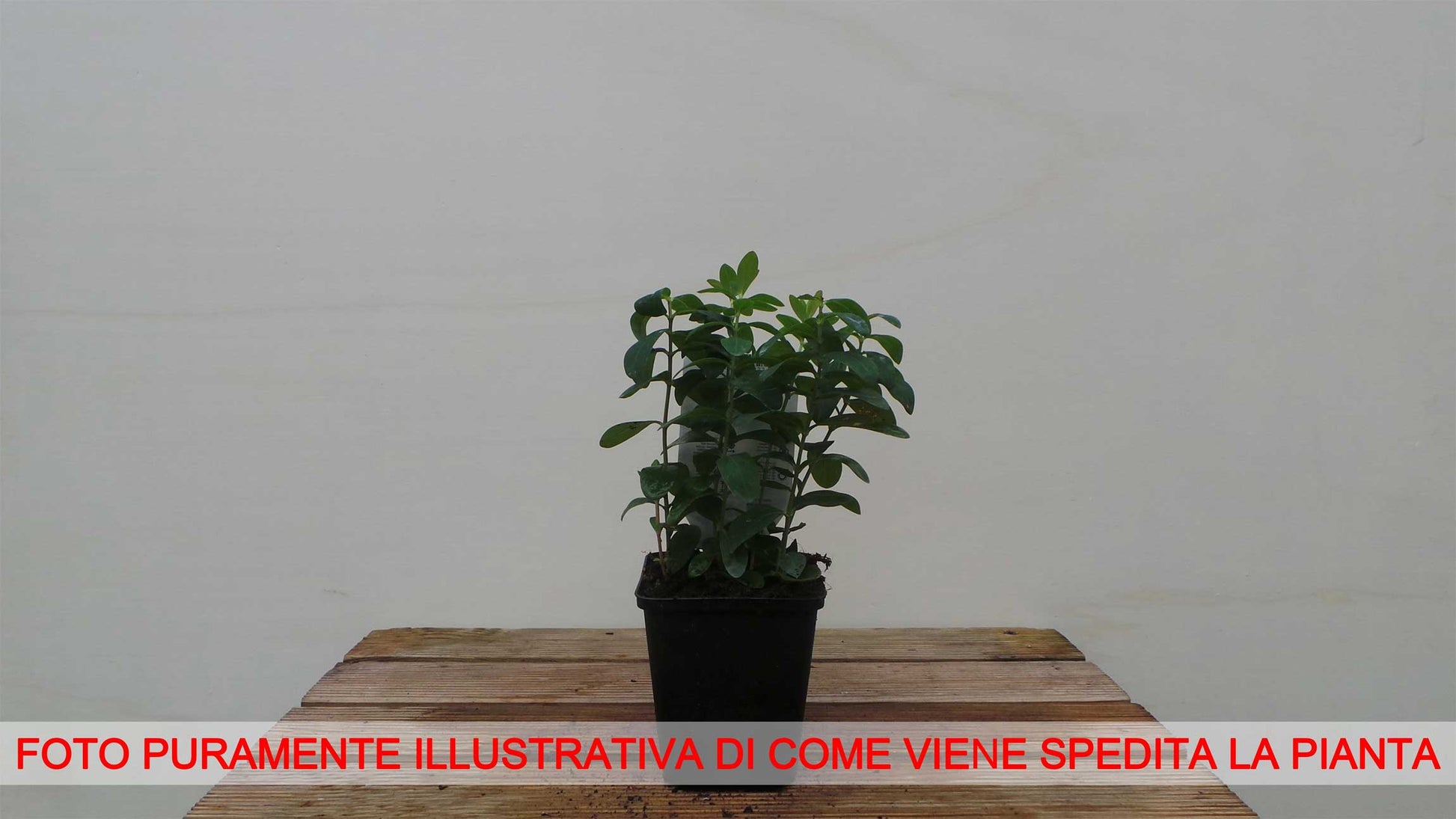 IPERICO HYPERICUM CALYCINUM VASO 7CM
