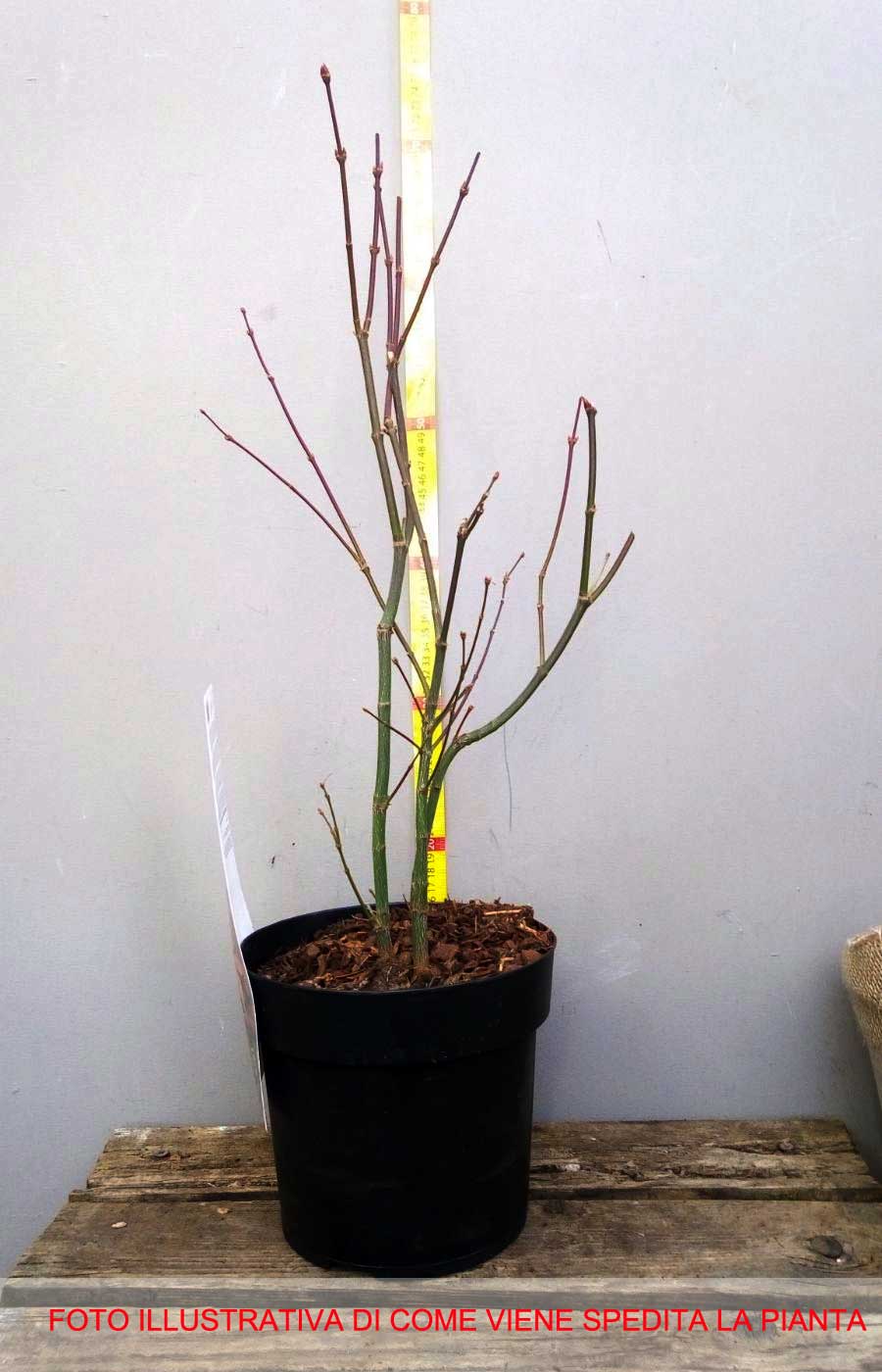 ACERO PALMATUM ATROPURPUREUM IN VASO 19CM