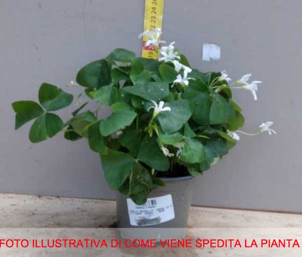 OXALIS  REGNELLII IN VASO 10CM