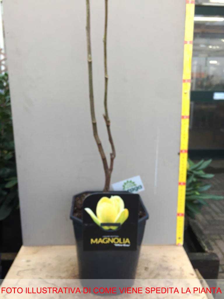 MAGNOLIA GRANDIFLORA YELLOW RIVER VASO 21CM