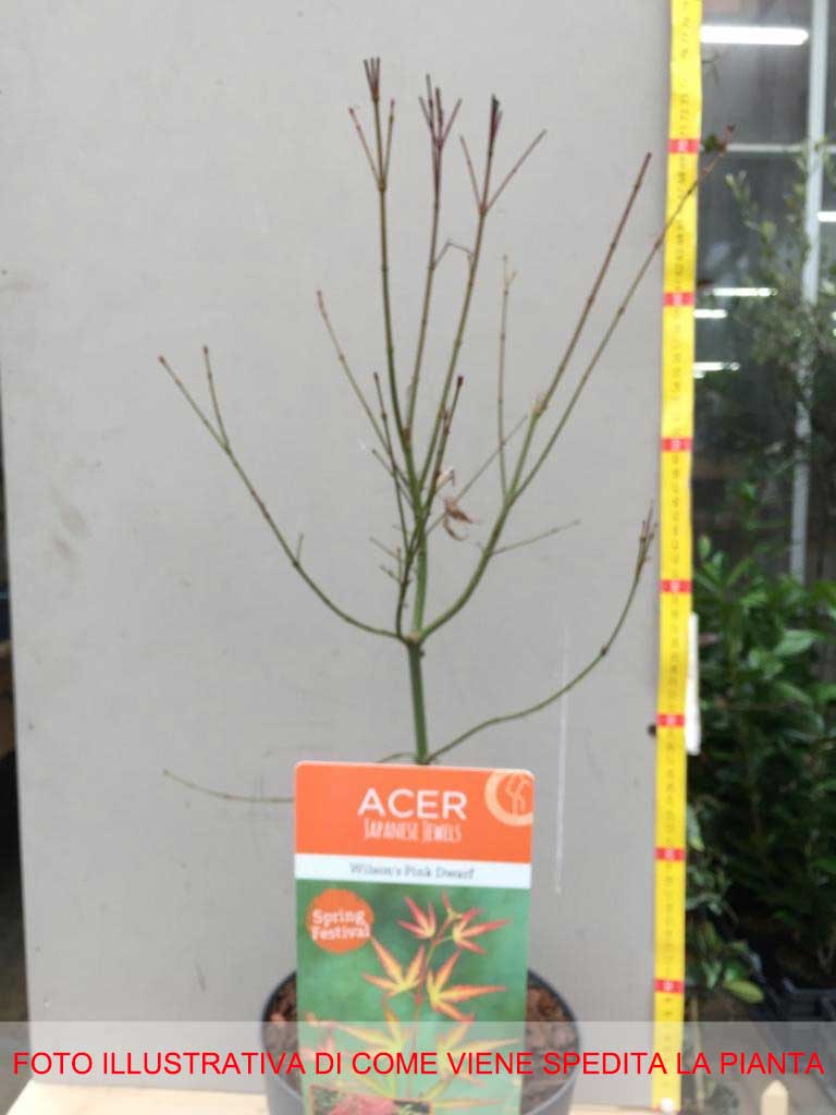 ACERO WILSON PINK IN VASO 19CM