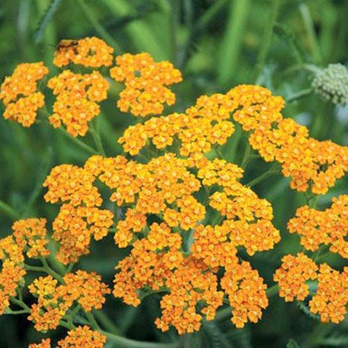 ACHILLEA MILLY ROCK TERRACOTTA IN VASO 18CM