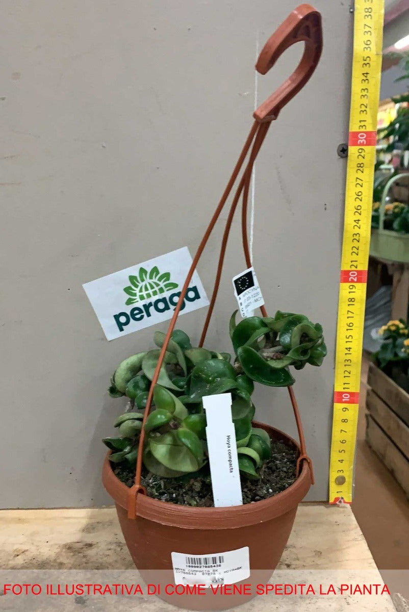 HOYA CARNOSA COMPACTA FIORE DI CERA IN BASKET
