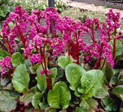 BERGENIA CORDIFOLIA EROICA VASO 17CM