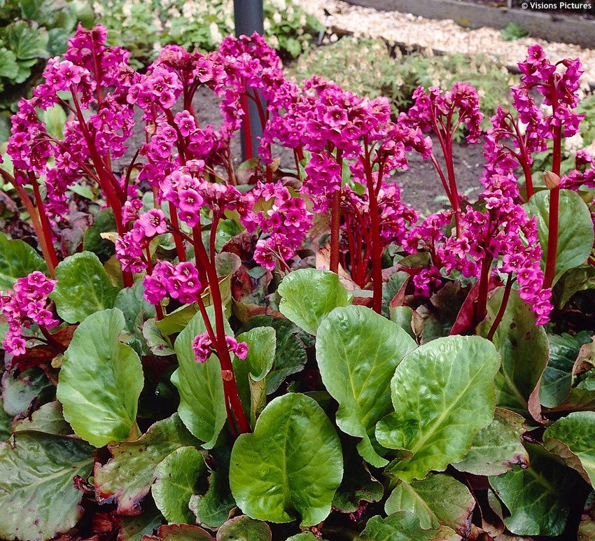 BERGENIA CORDIFOLIA EROICA VASO 17CM