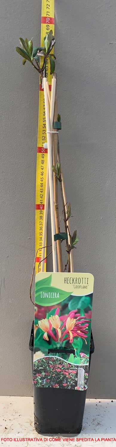 LONICERA CAPRIFOGLIO GOLDFLAME LONICERA VASO 17CM
