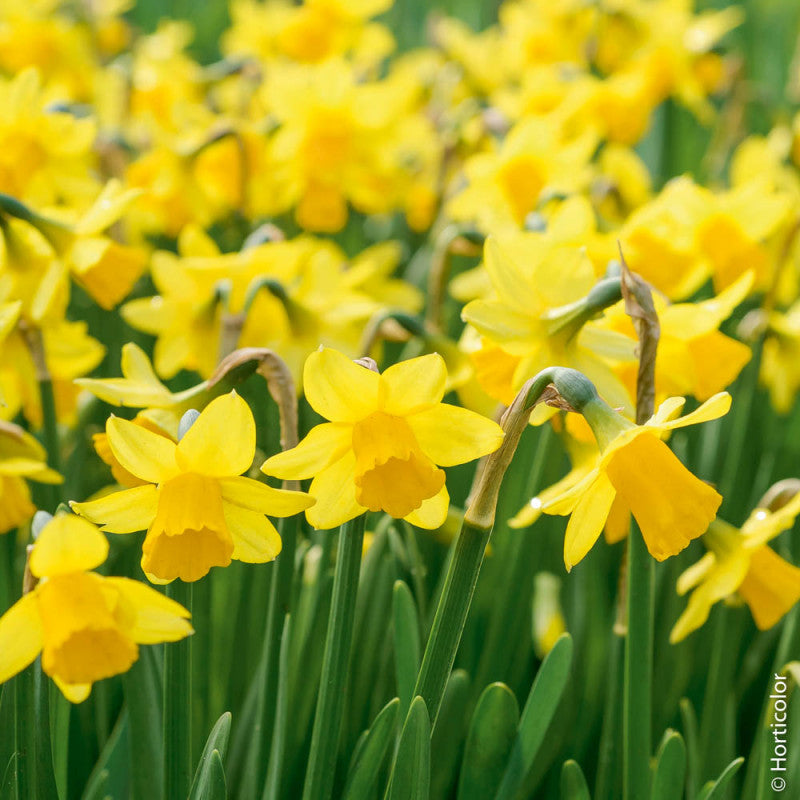 SCATOLA REGALO CON 6 BULBI DI NARCISO GIALLO TETE A TETE 18CM