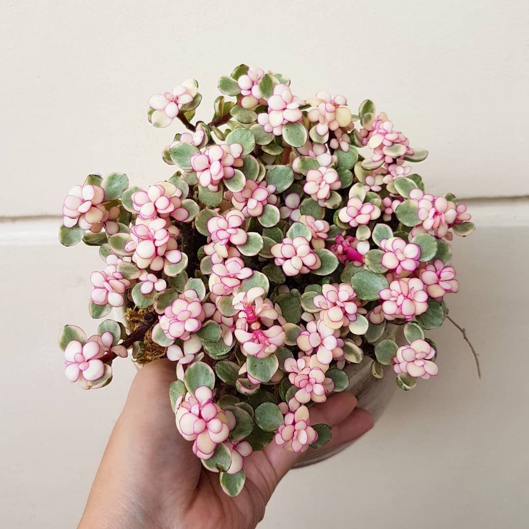 PORTULACARIA AFRA BONSAI VASO 12CM
