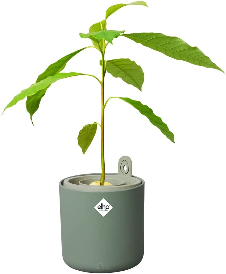 VASO AMAZING AVOCADO POT LEAF GREEN