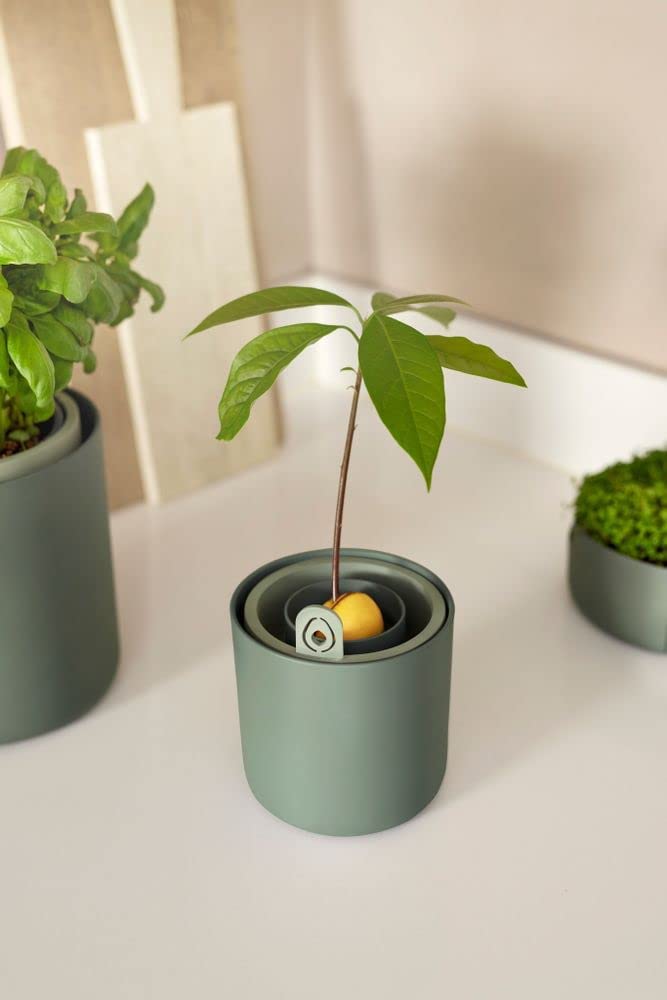 VASO AMAZING AVOCADO POT LEAF GREEN