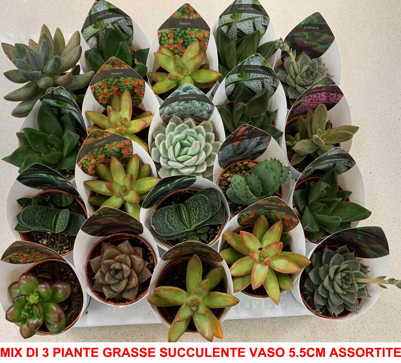 MIX DI 3 PIANTE GRASSE SUCCULENTE VASO 6CM