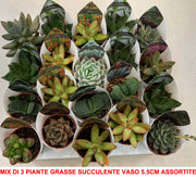 MIX DI 3 PIANTE GRASSE SUCCULENTE VASO 6CM