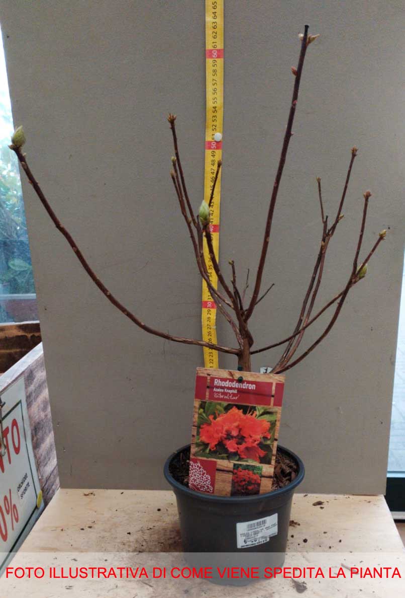 AZALEA GIBRALTAR ARANCIONE KNAPHILL VASO 17CM