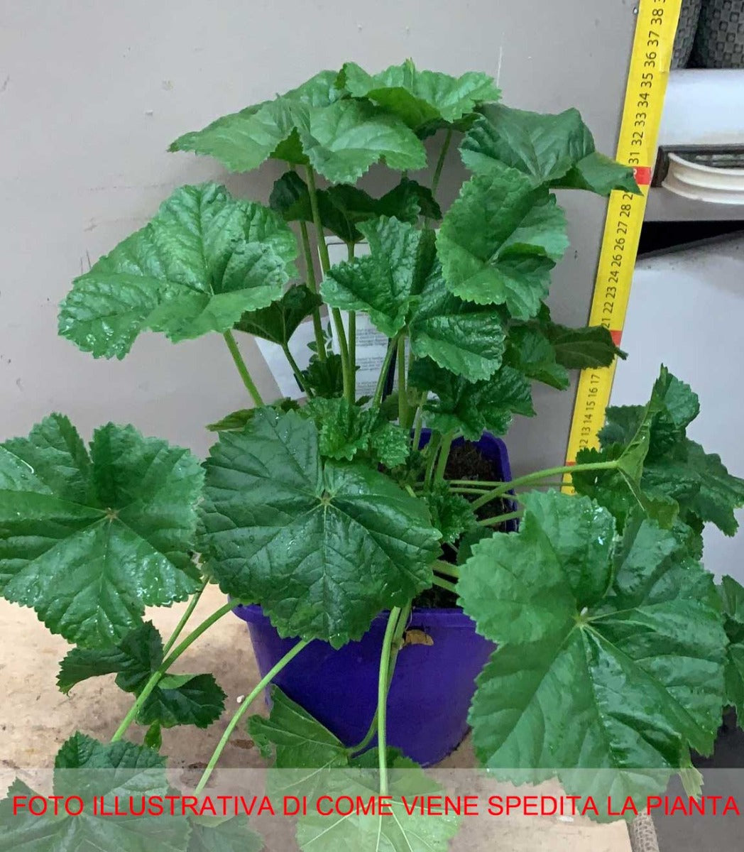 LAVATERA BLASHING BRIDE IN VASO 19CM