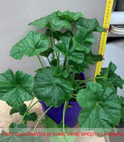 LAVATERA BLASHING BRIDE IN VASO 19CM