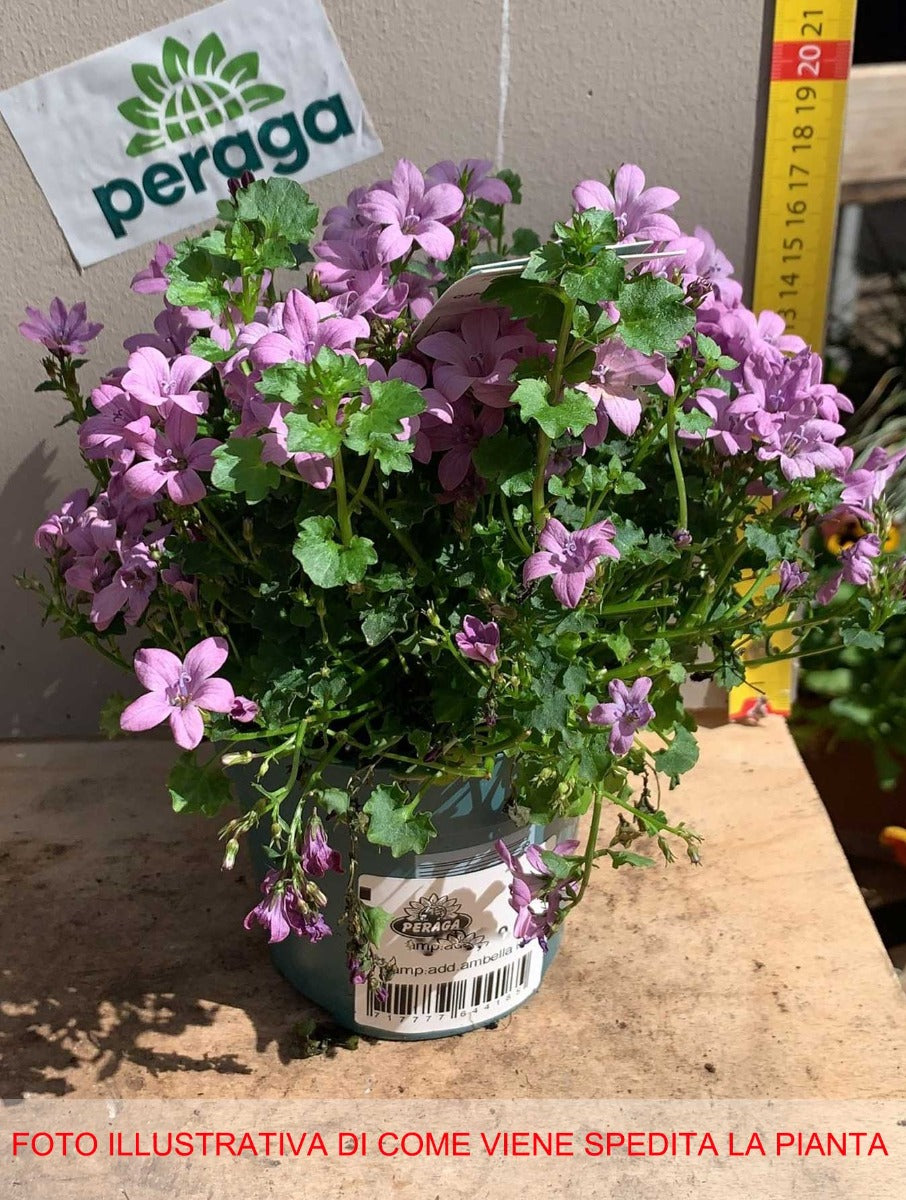 VIOLA HEARTTHROB IN VASO 17CM