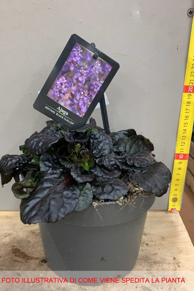 AJUGA REPTANS BLACK SCALLOP VASO 17CM