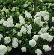 ORTENSIA HYDRANGEA PANICULATA LIMELIGHT VASO 17CM