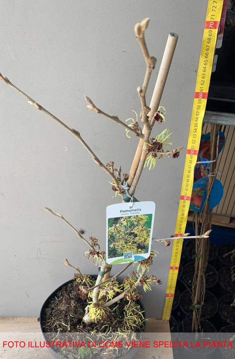 HAMAMELIS INTERMEDIA PALLIDA GIALLA VASO 23CM
