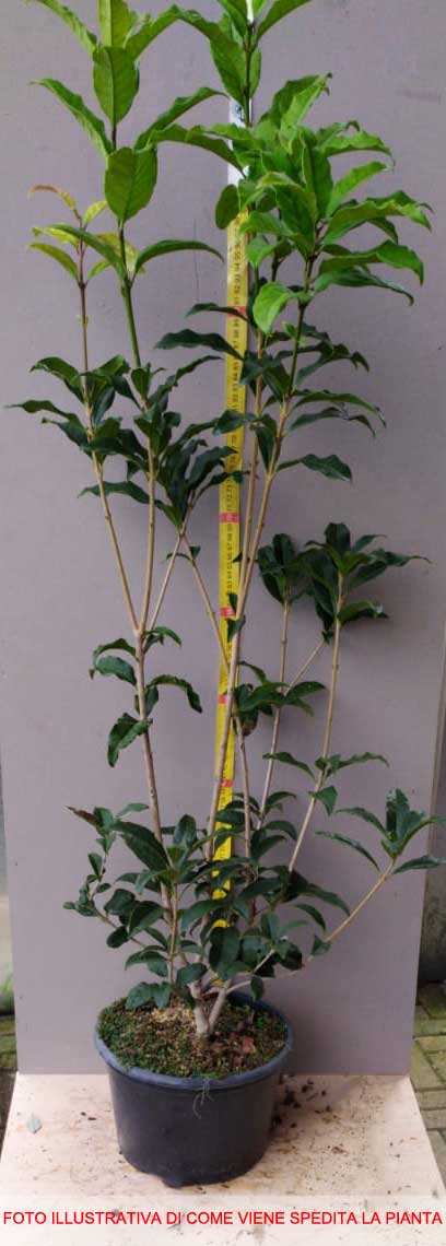 OSMANTHUS FRAGRANS OLEA FRAGRANS ARANCIO VASO 22CM