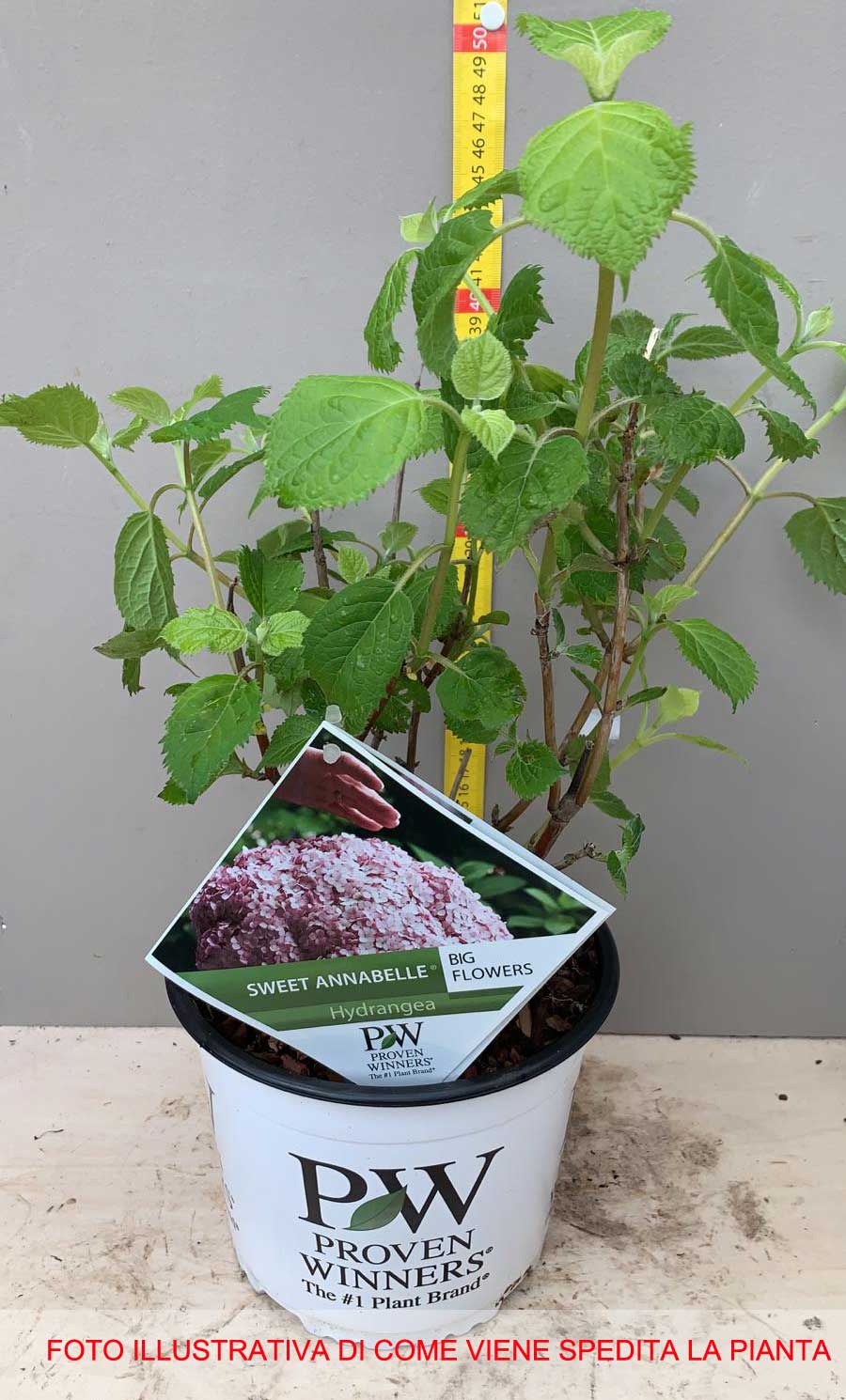 ORTENSIA HYDRANGEA ARBORESCENS  SWEET ANNABELLE VASO 18CM