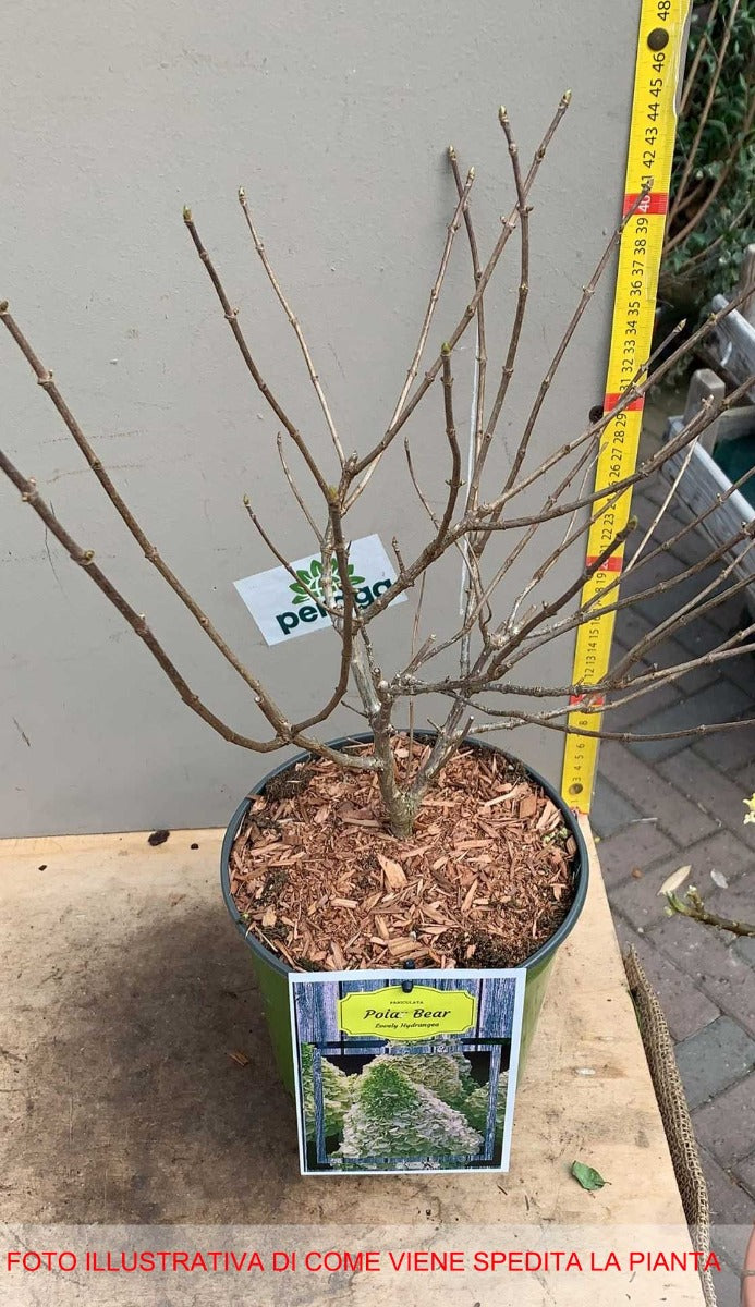 ORTENSIA HYDRANGEA PANICULATA LIMELIGHT VASO 17CM